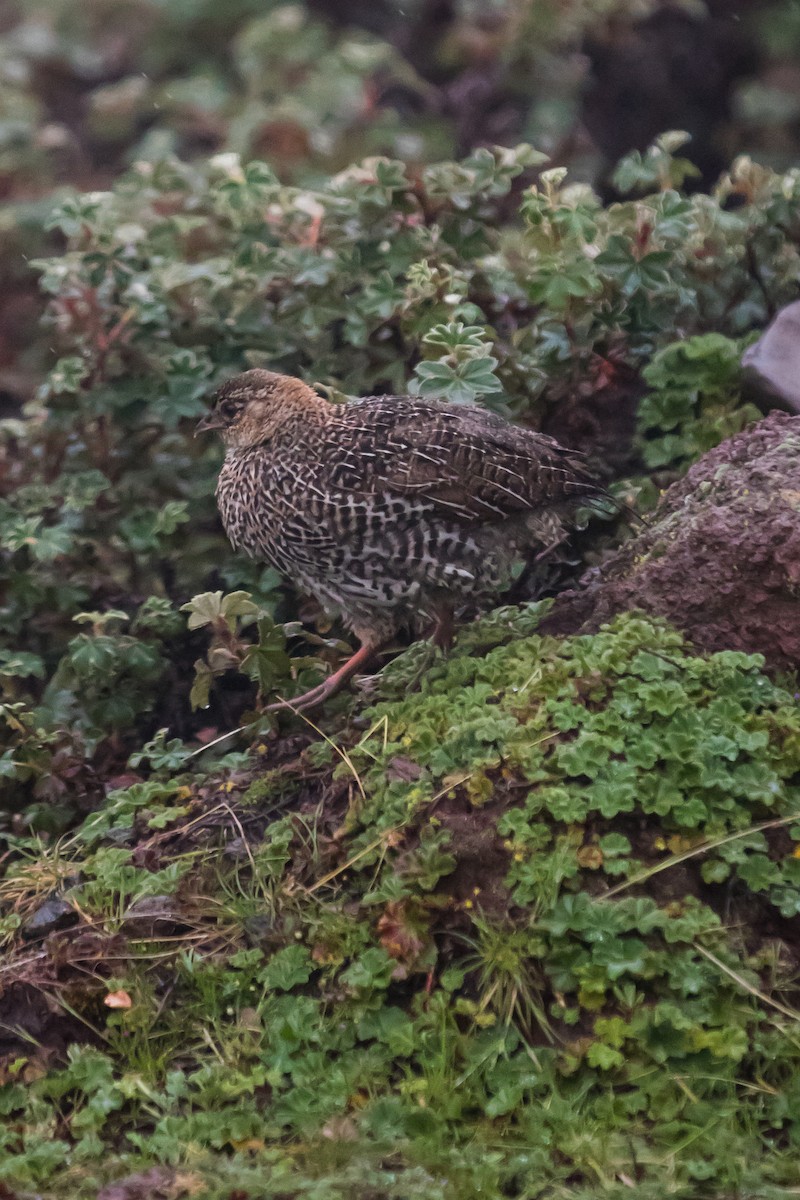Chestnut-naped Spurfowl - Anonymous