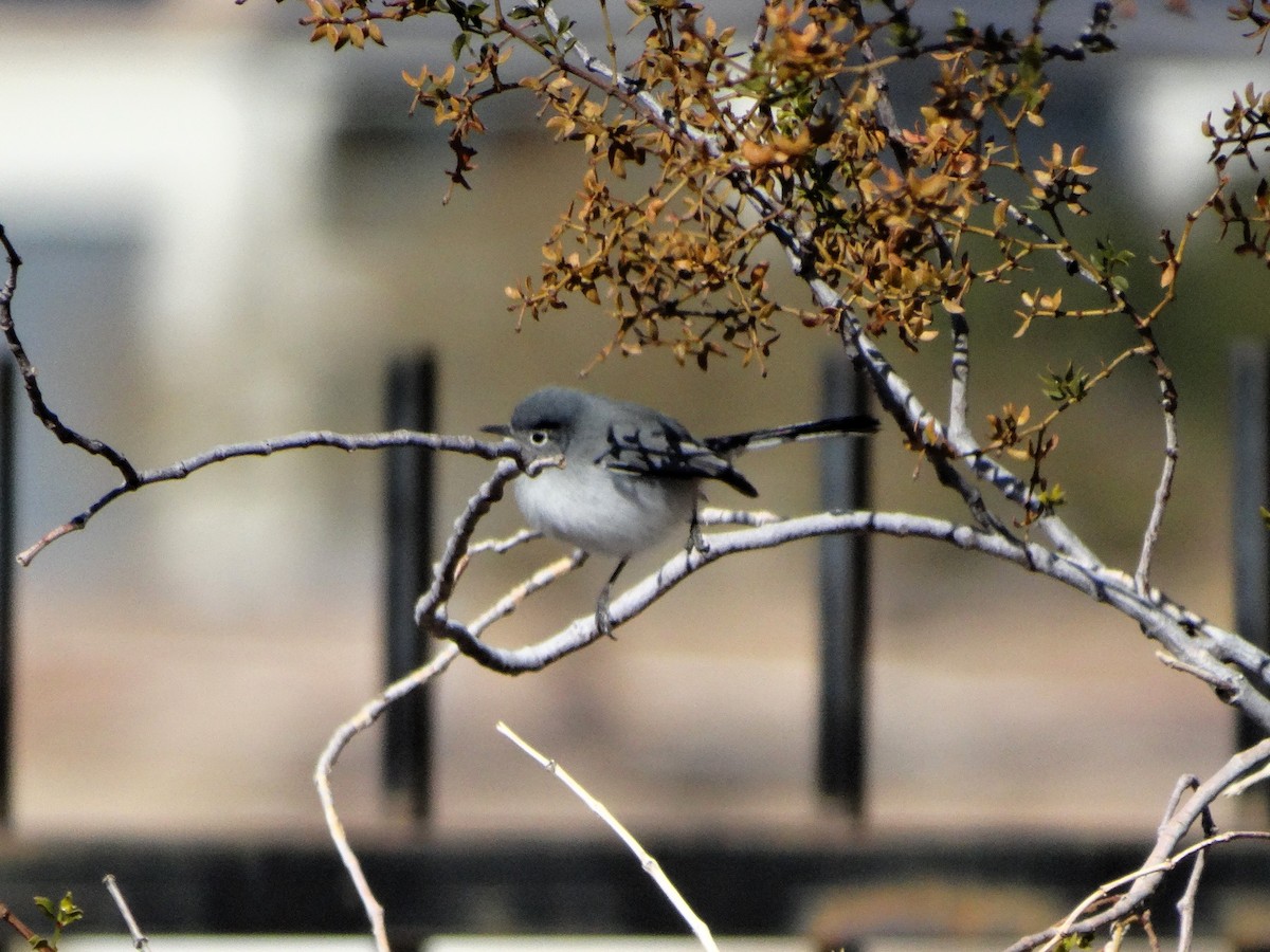 Black-tailed Gnatcatcher - ML615924744