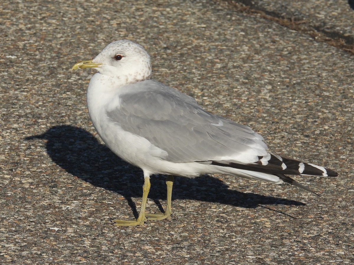 Common Gull (European) - ML615924800