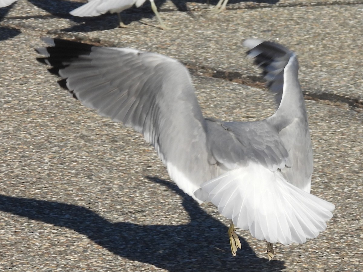 Common Gull (European) - ML615924801