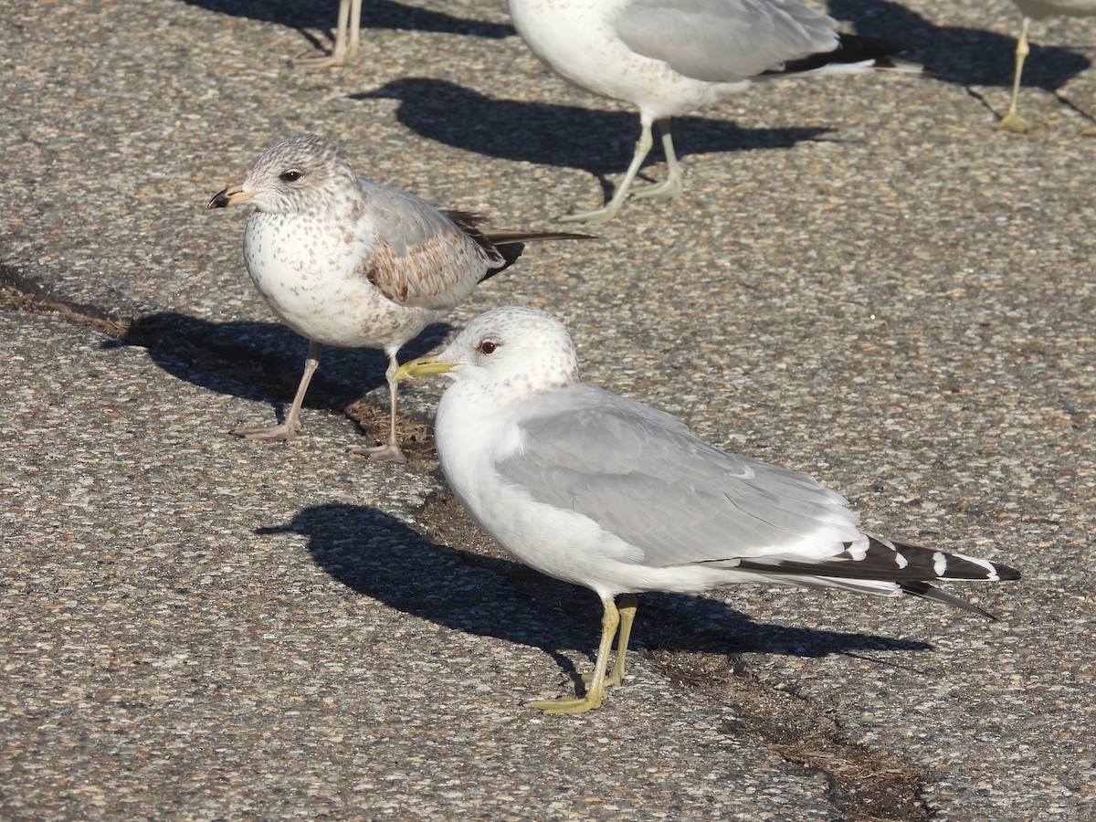 Common Gull (European) - Nick Komar