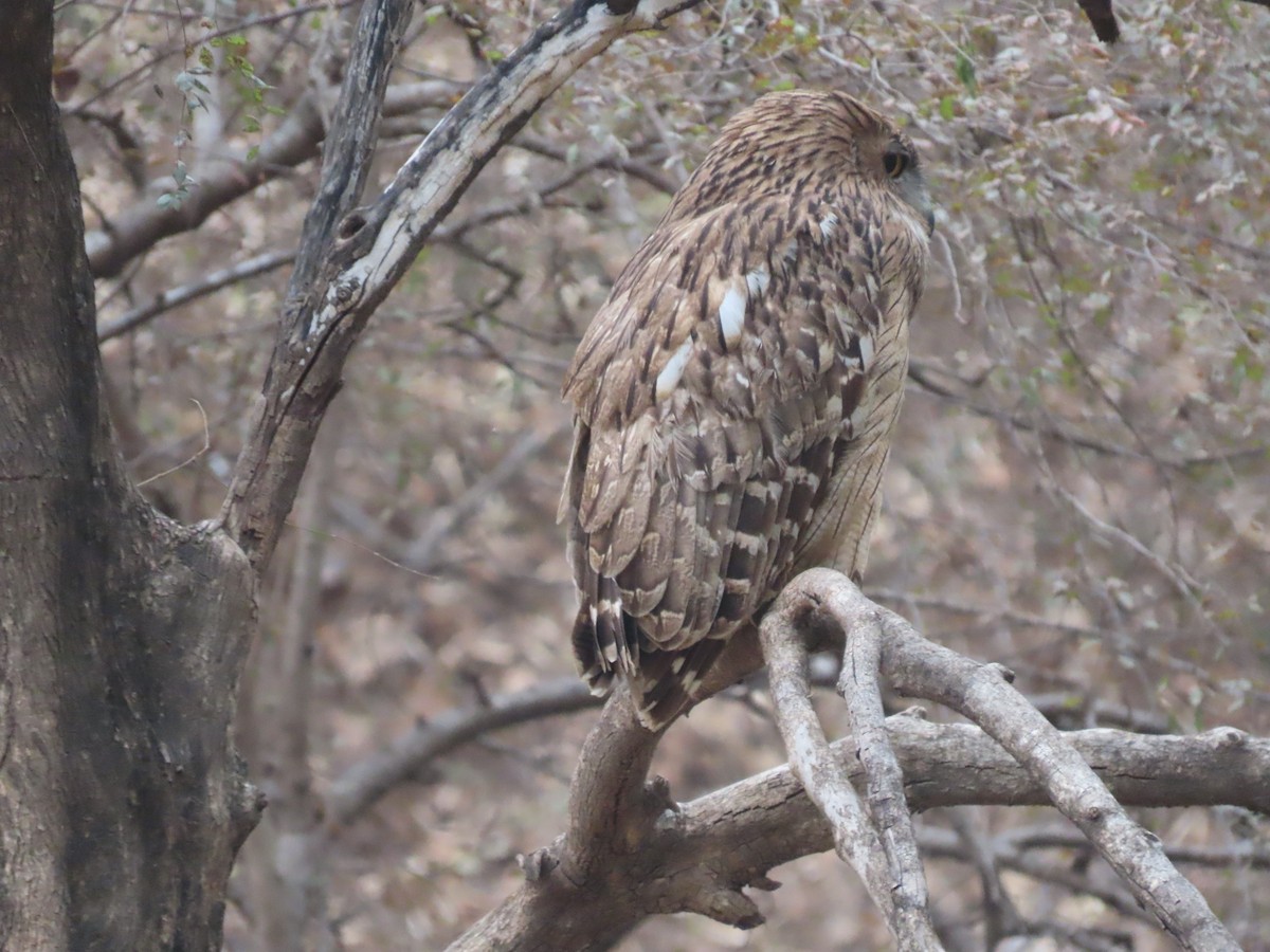 Brown Fish-Owl - ML615924882