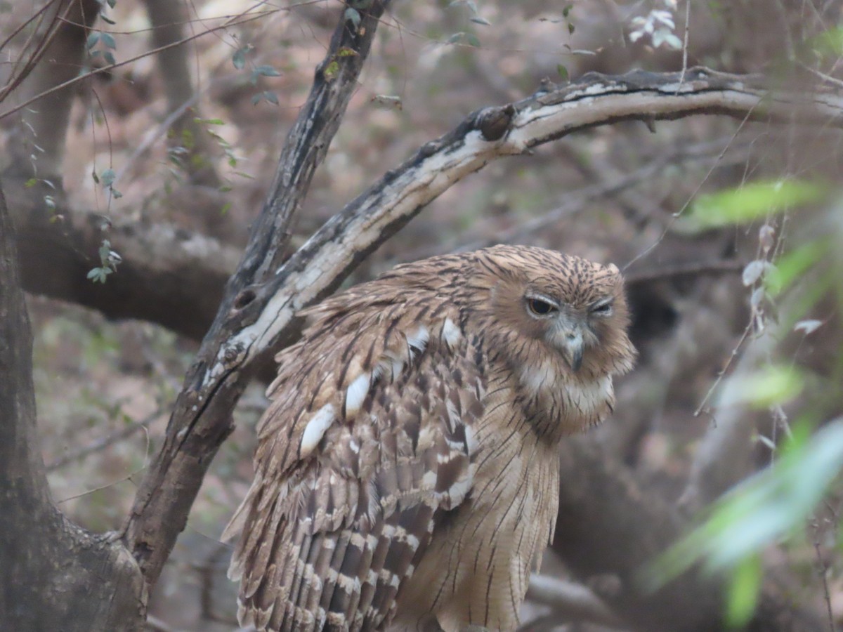 Brown Fish-Owl - ML615924883