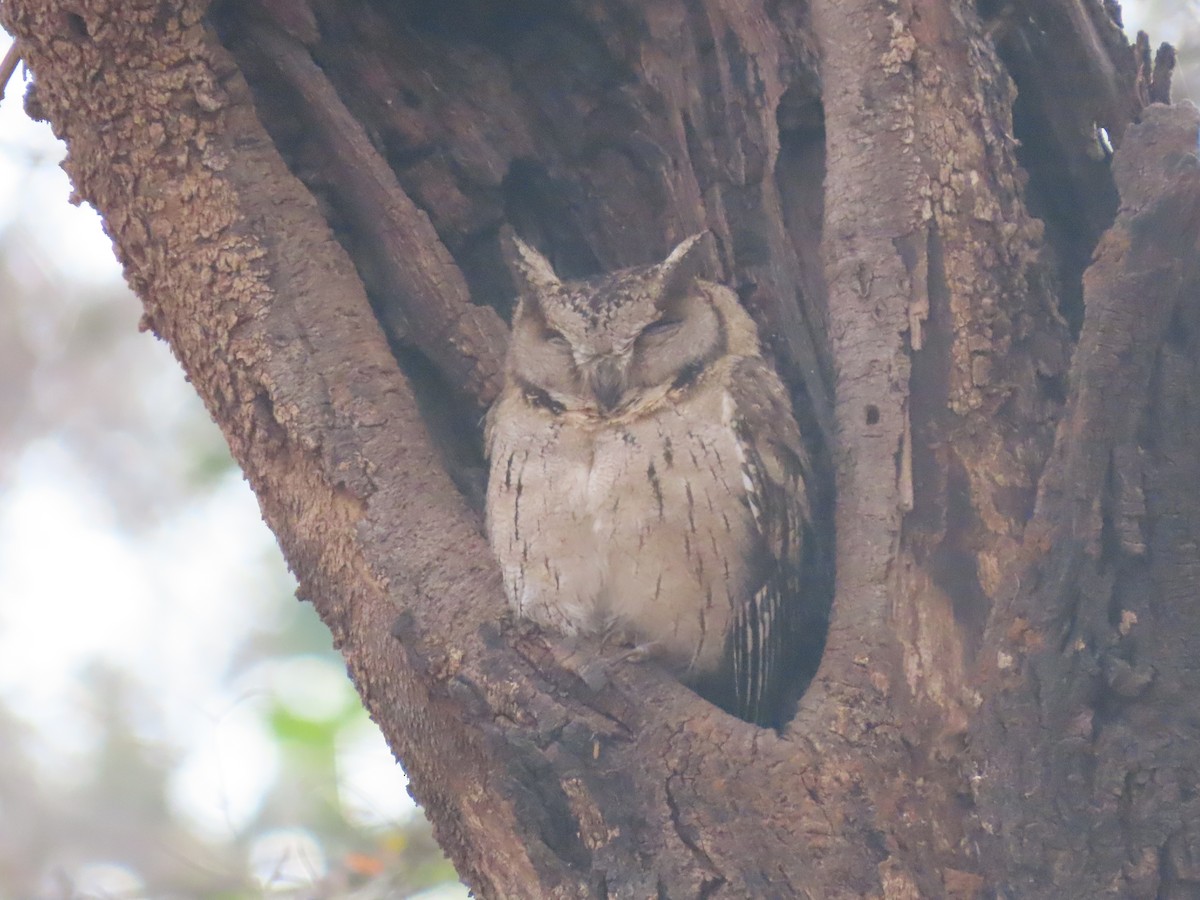 Indian Scops-Owl - ML615924894