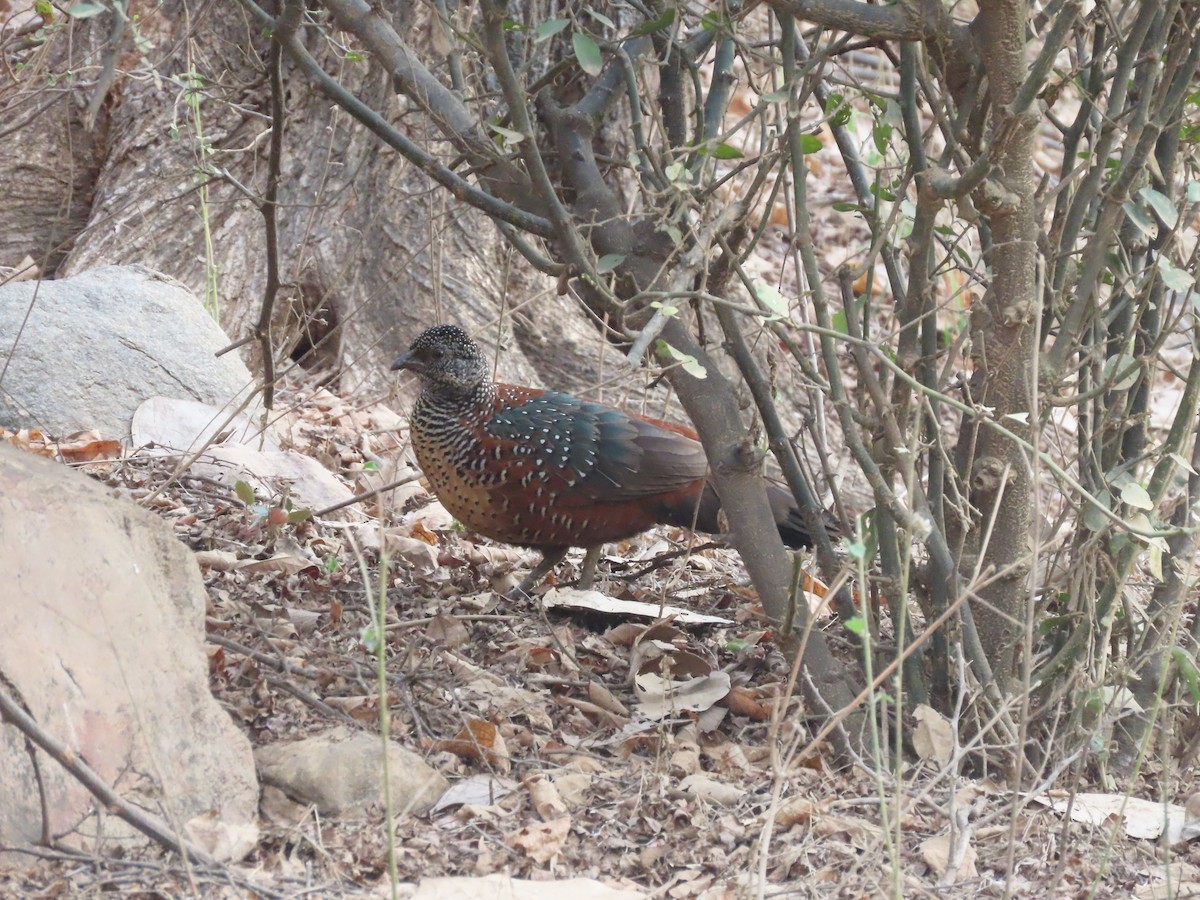 Painted Spurfowl - ML615924903