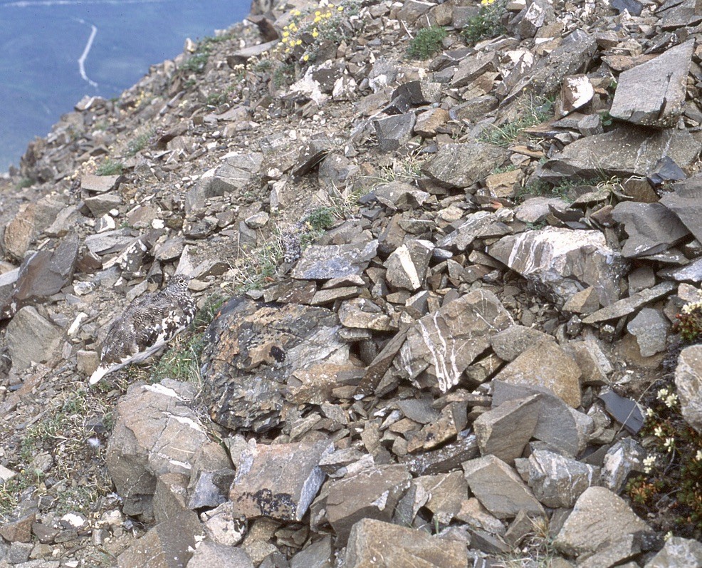 White-tailed Ptarmigan - ML615924929