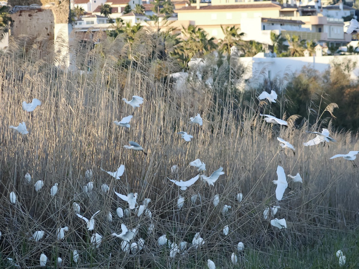 Western Cattle Egret - ML615924972