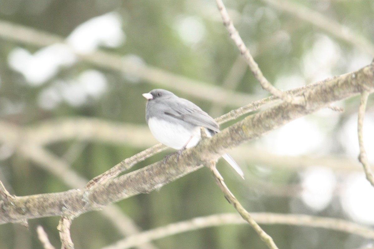 Junco ardoisé - ML615924973