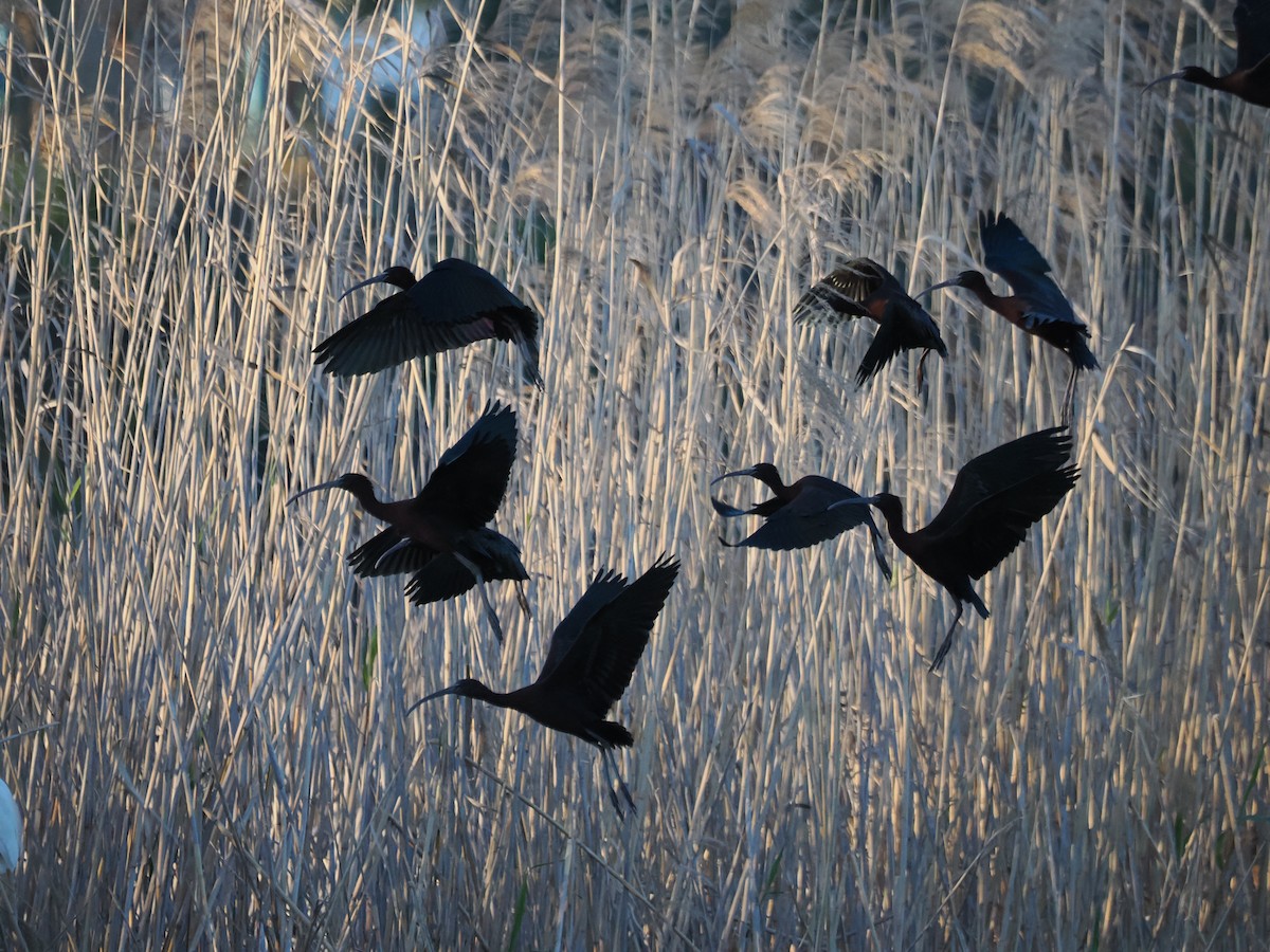 Glossy Ibis - ML615924984