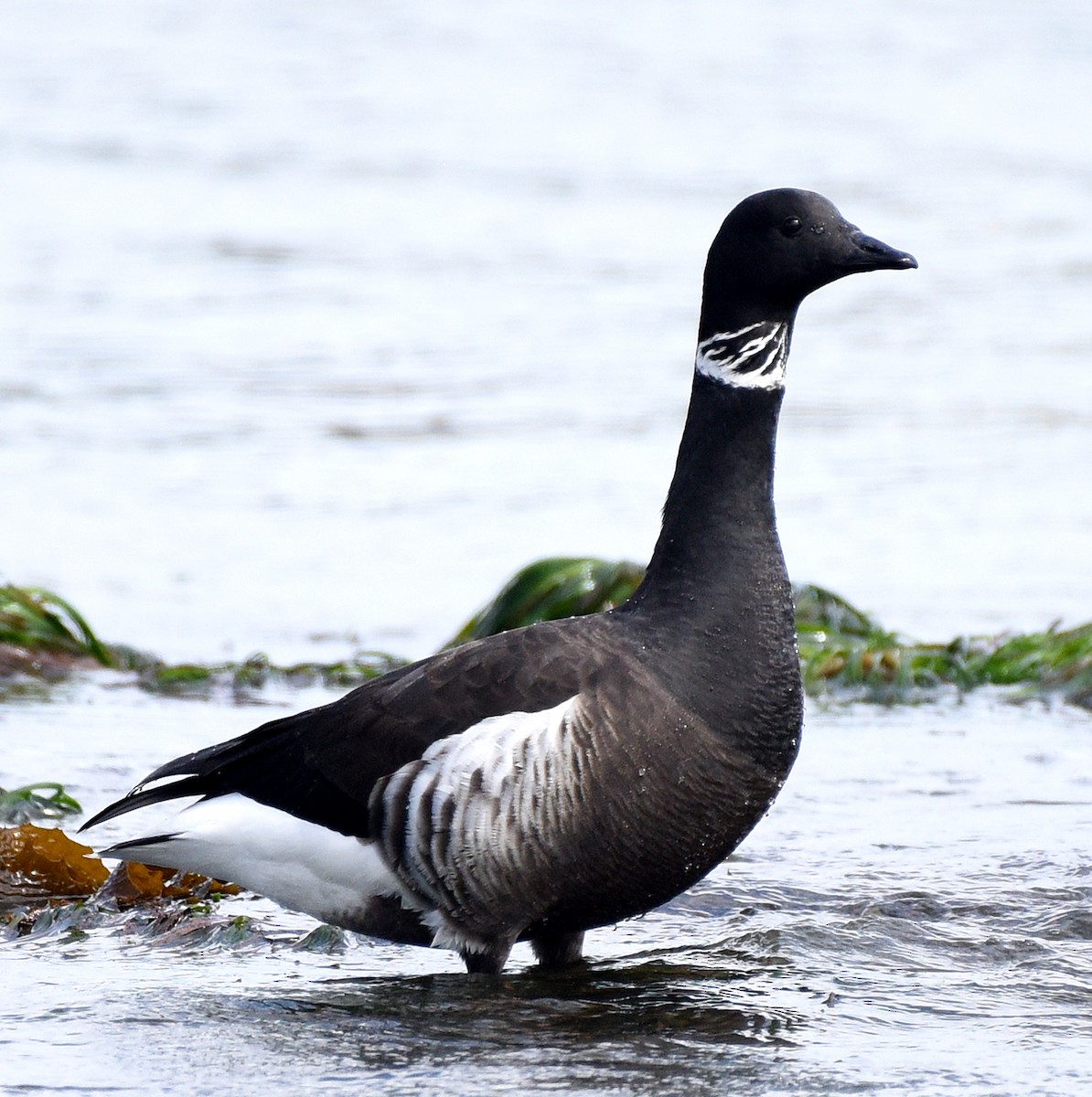 Brant (Black) - Steven Mlodinow