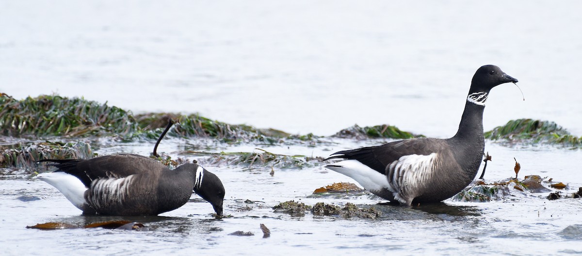 Казарка чорна (підвид nigricans) - ML615925010