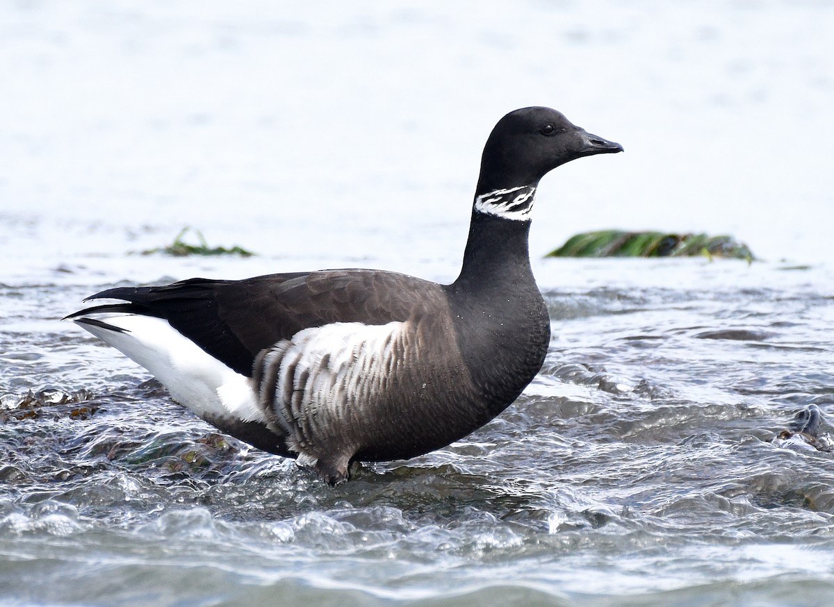 Brant (Black) - Steven Mlodinow