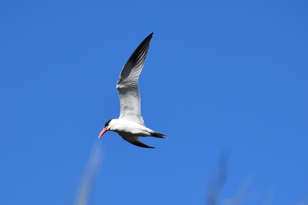 Royal Tern - T Norris