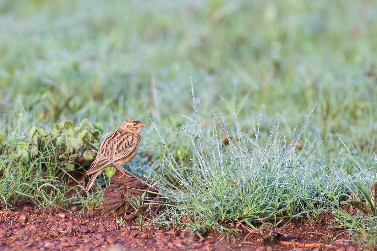 Liben Lark - ML615925129