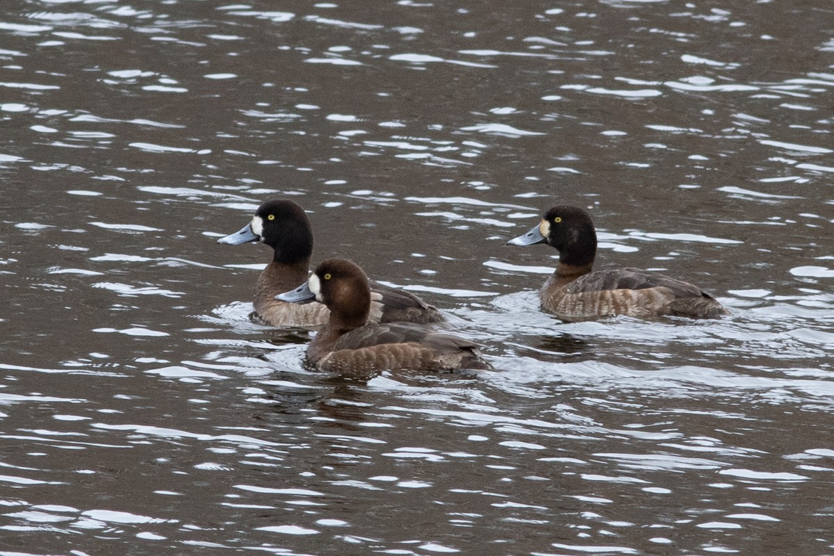 Greater Scaup - ML615925136