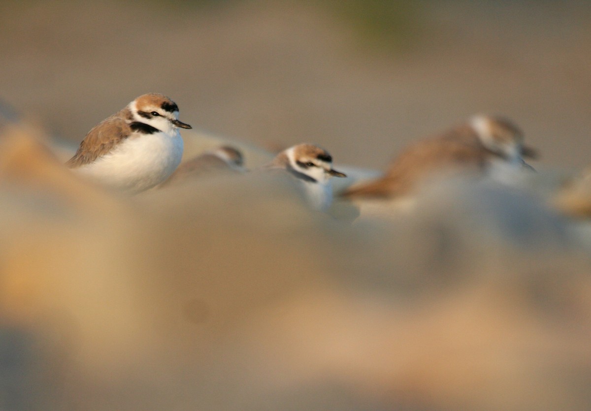 Snowy Plover - Mark Linardi