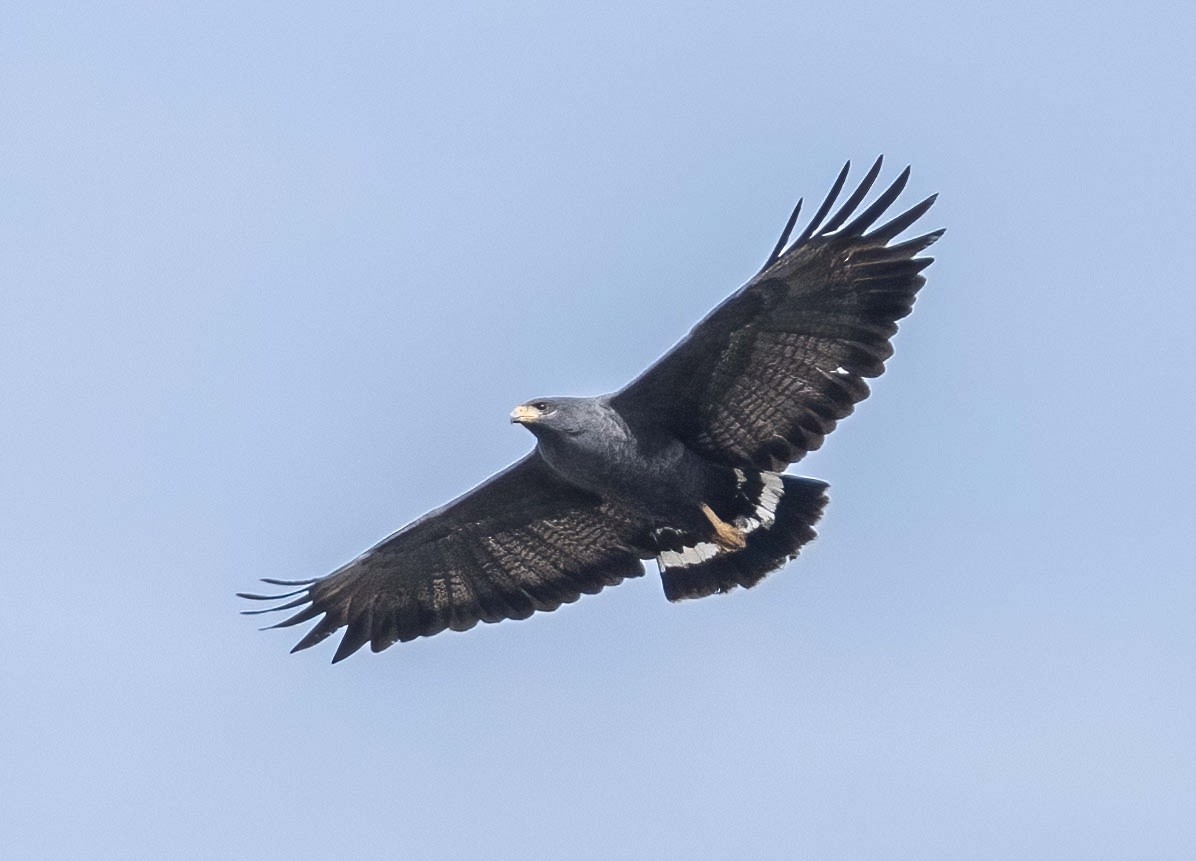 Common Black Hawk - ML615925226