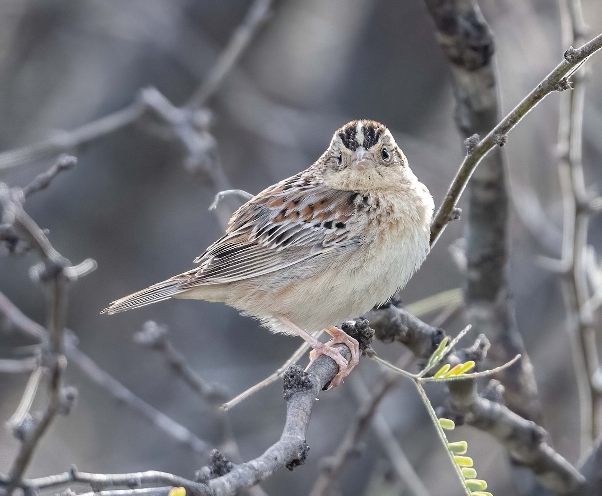 Grasshopper Sparrow - ML615925233