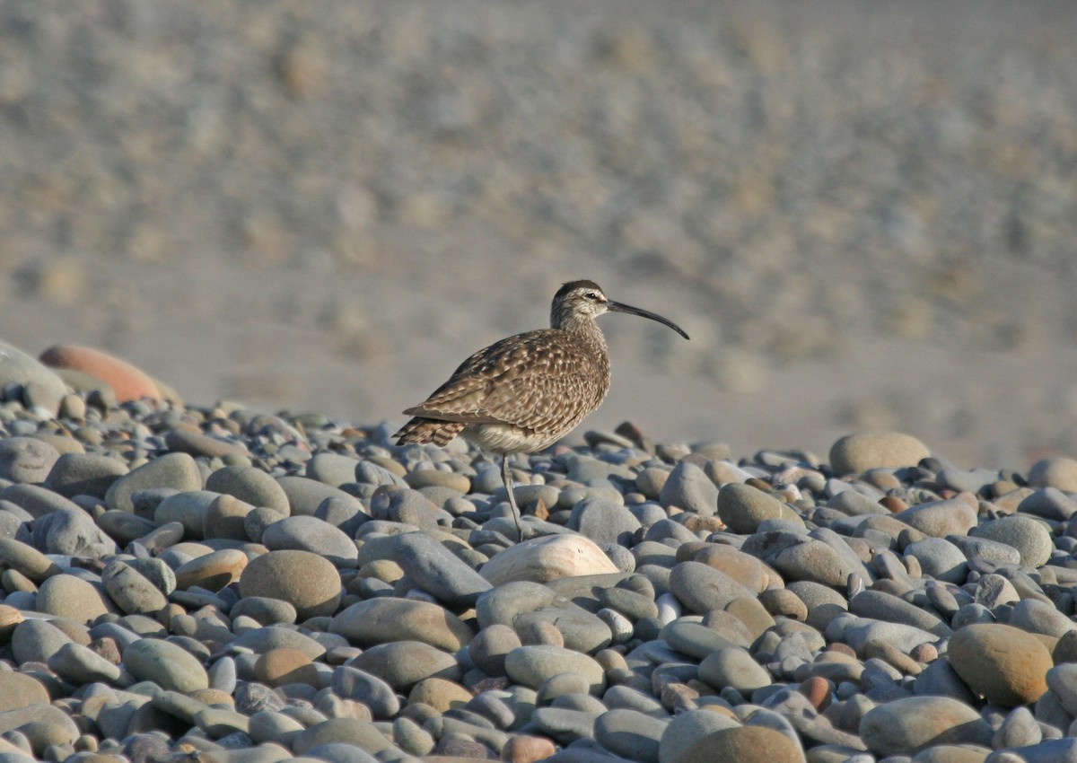 Whimbrel - Mark Linardi