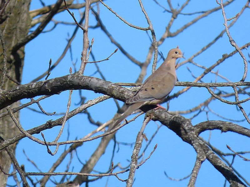 Mourning Dove - Tracy The Birder