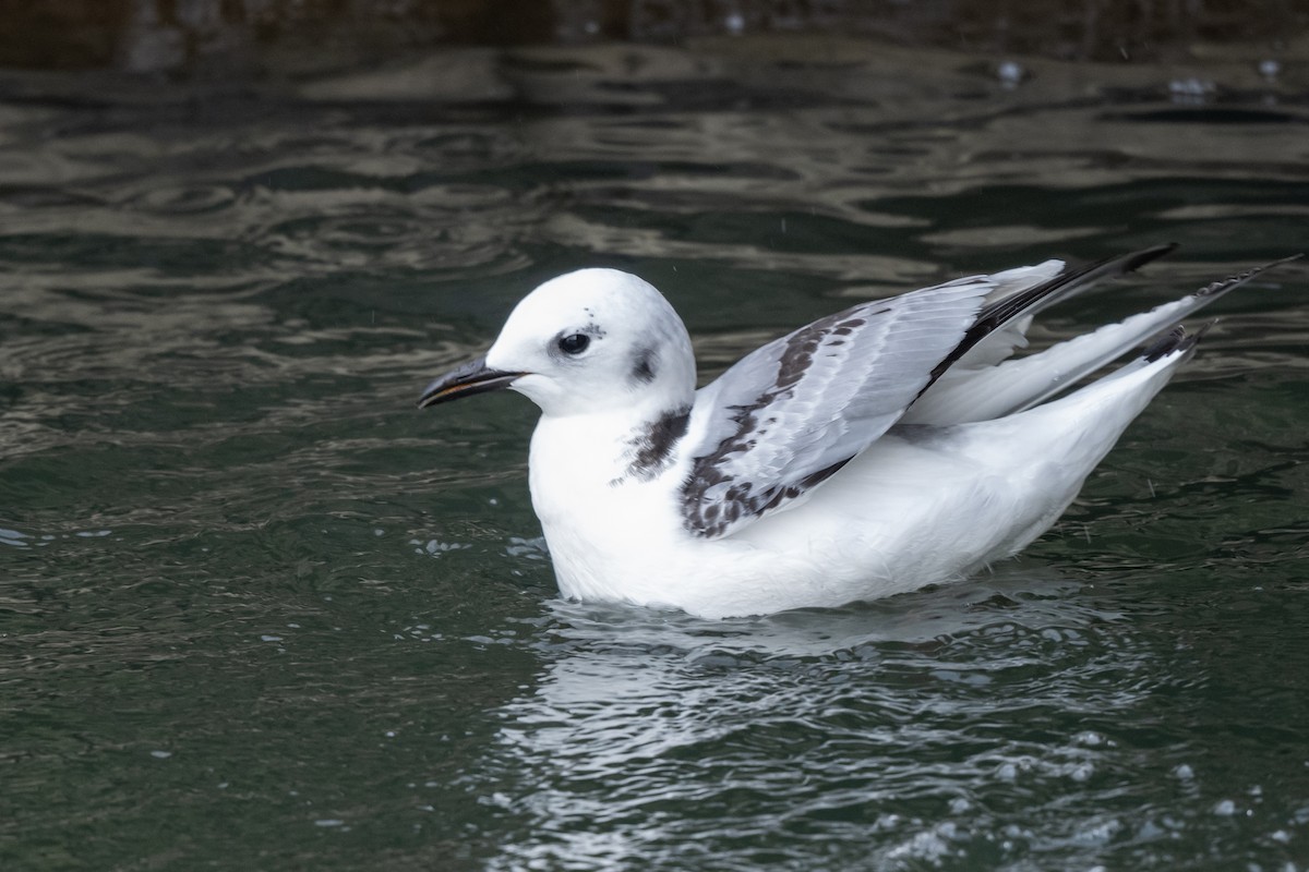 Mouette tridactyle - ML615925254