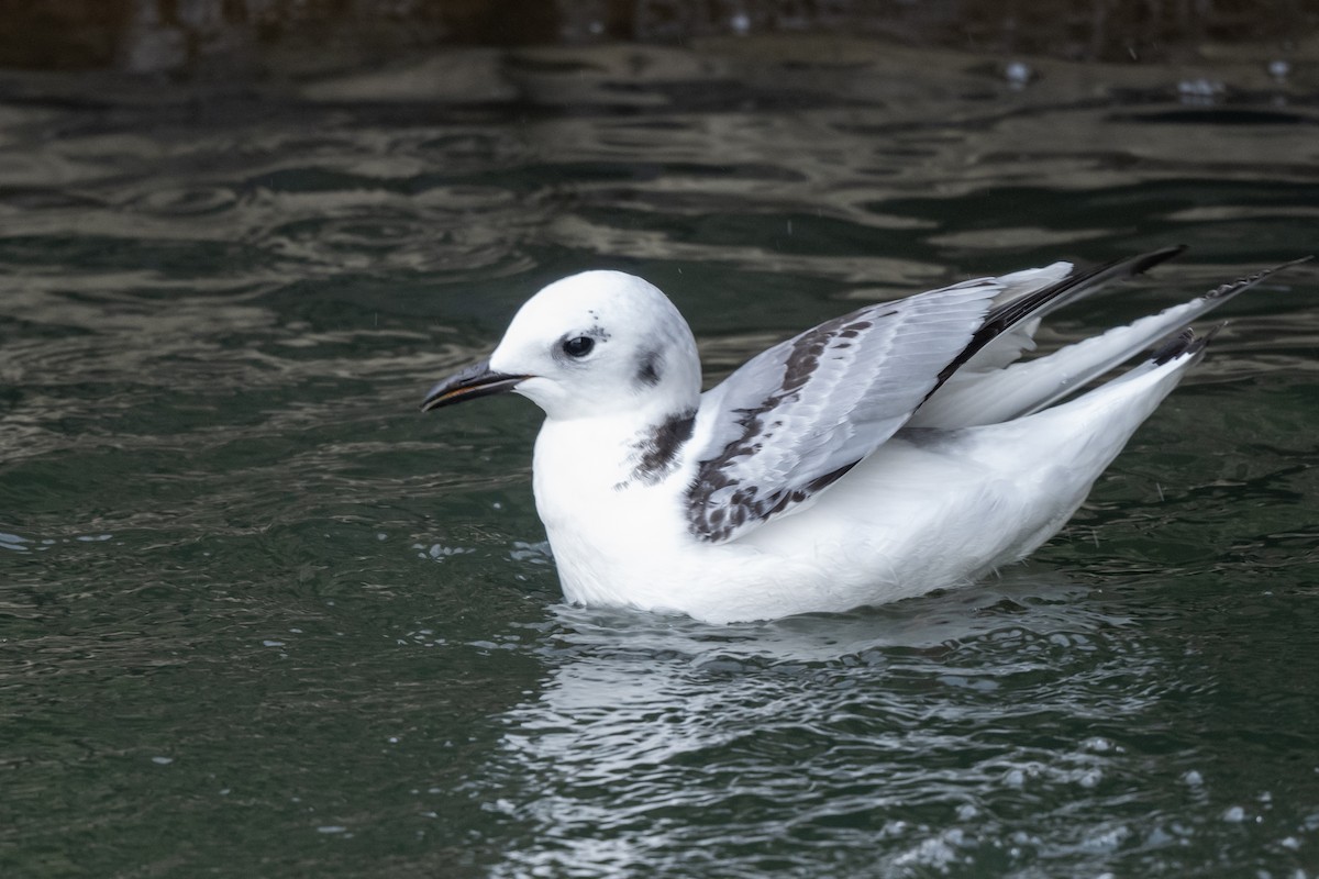 Black-legged Kittiwake - ML615925254