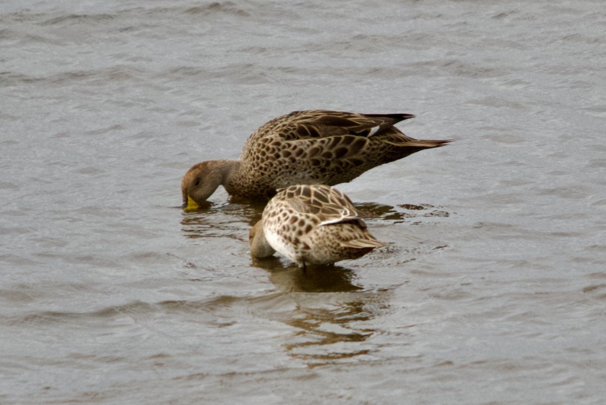 Yellow-billed Pintail - ML615925259