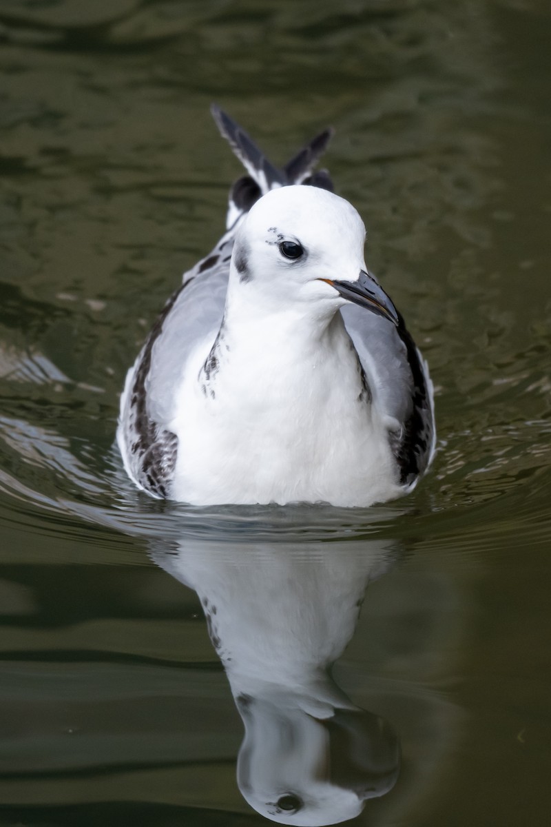 Mouette tridactyle - ML615925260