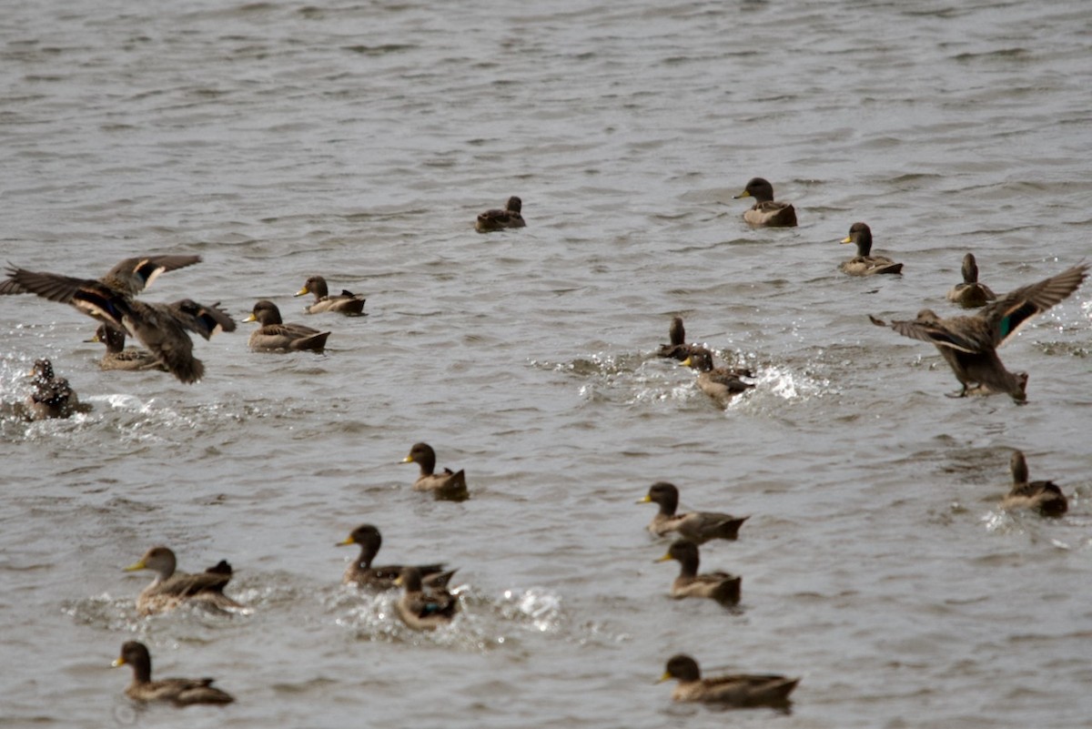 Yellow-billed Teal - ML615925275