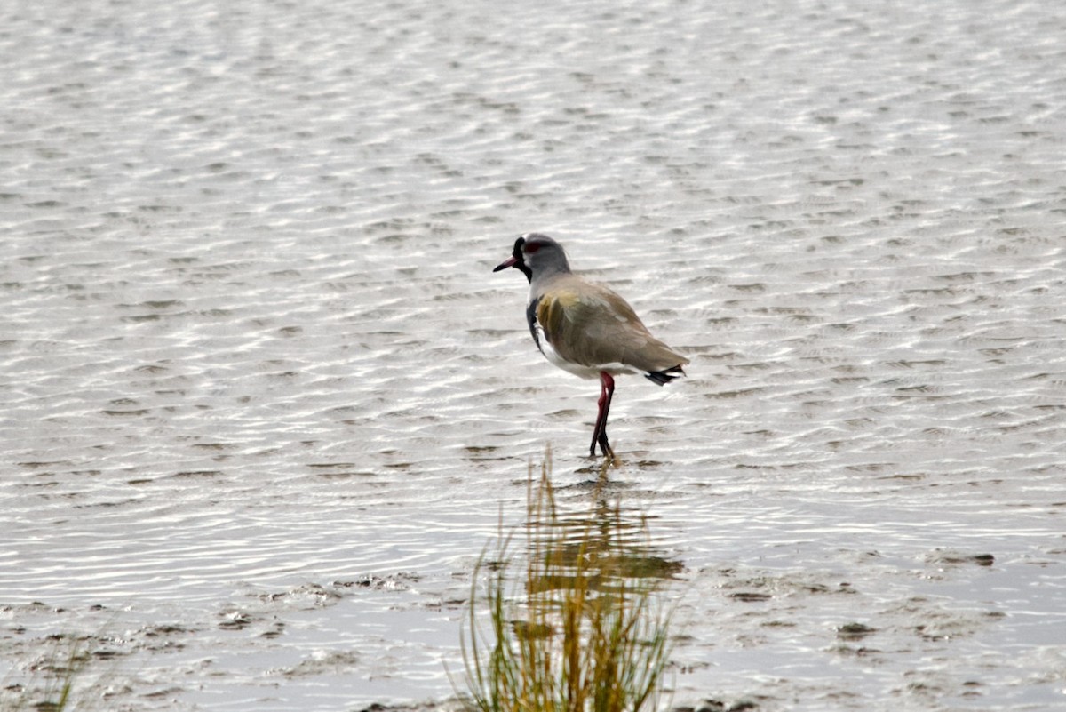 Southern Lapwing - ML615925281