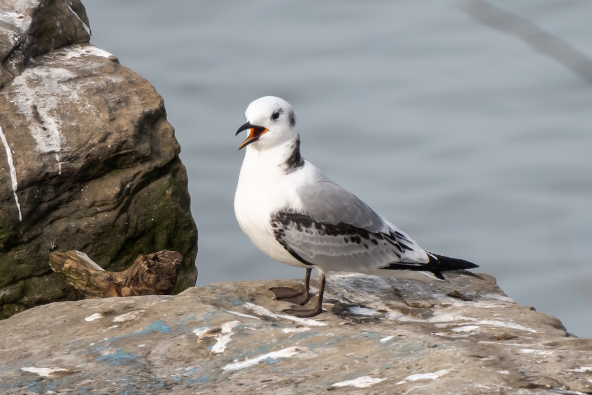 Mouette tridactyle - ML615925282