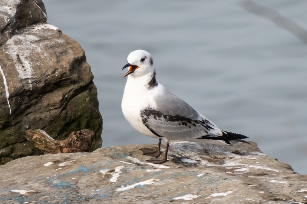 Black-legged Kittiwake - Nadine Bluemel