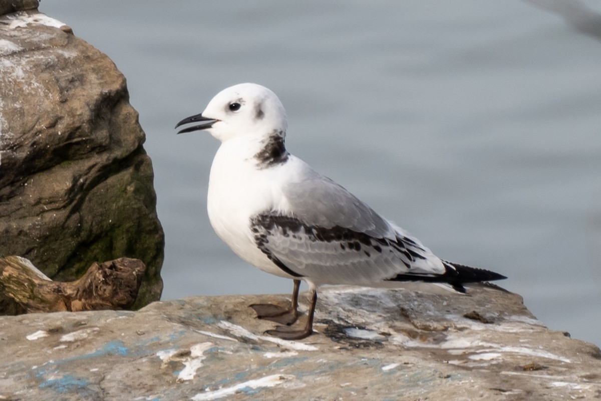 Black-legged Kittiwake - ML615925287