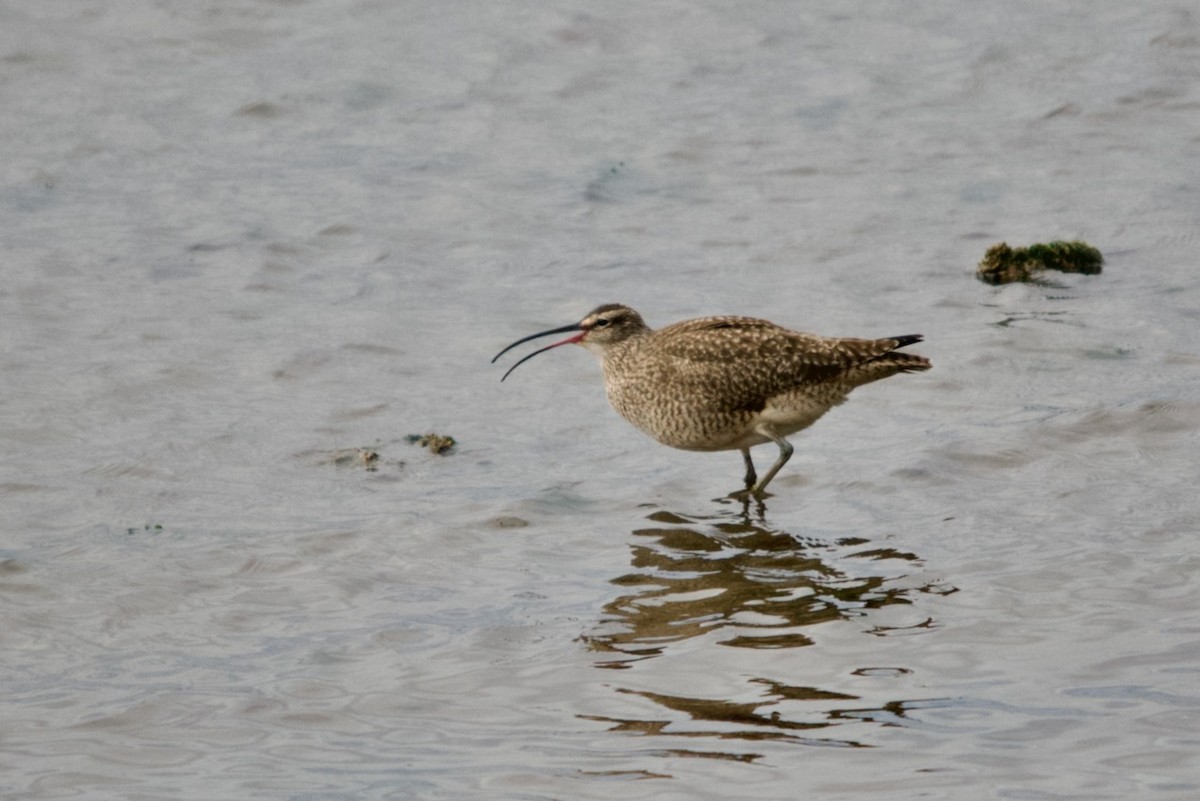 Regenbrachvogel - ML615925291