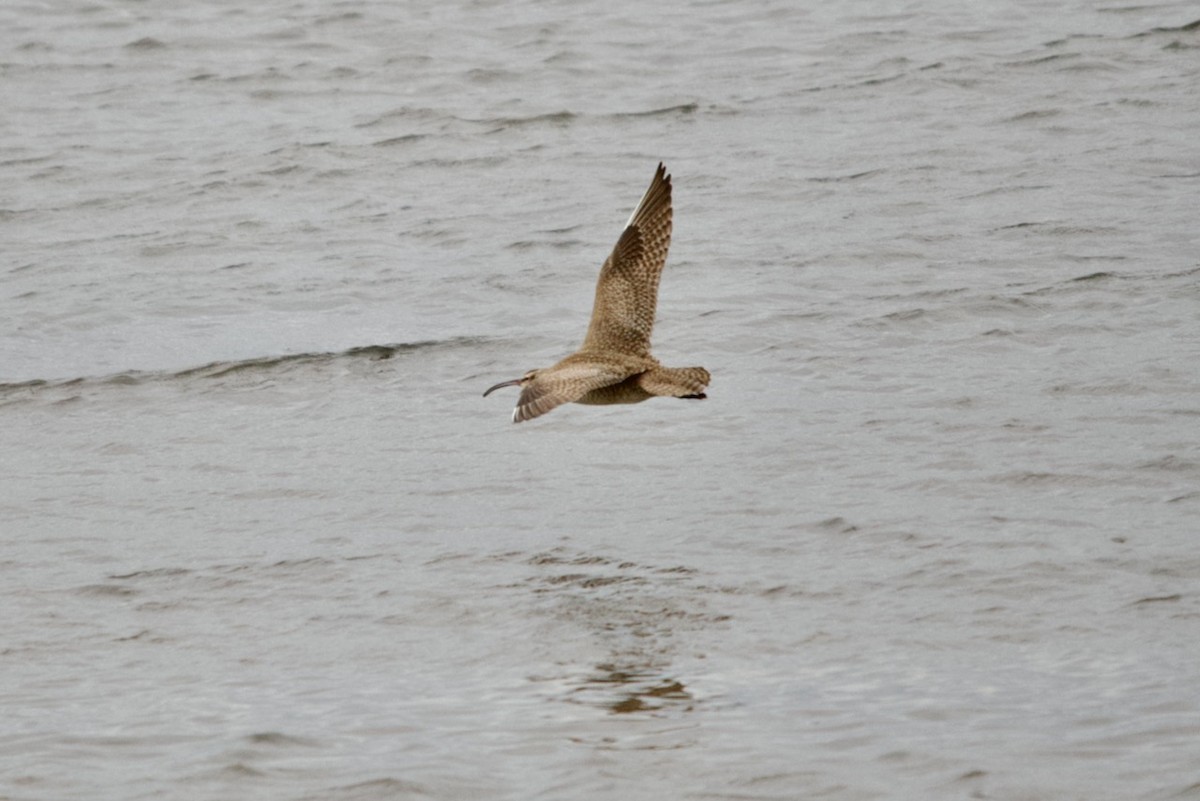 Whimbrel - ML615925292