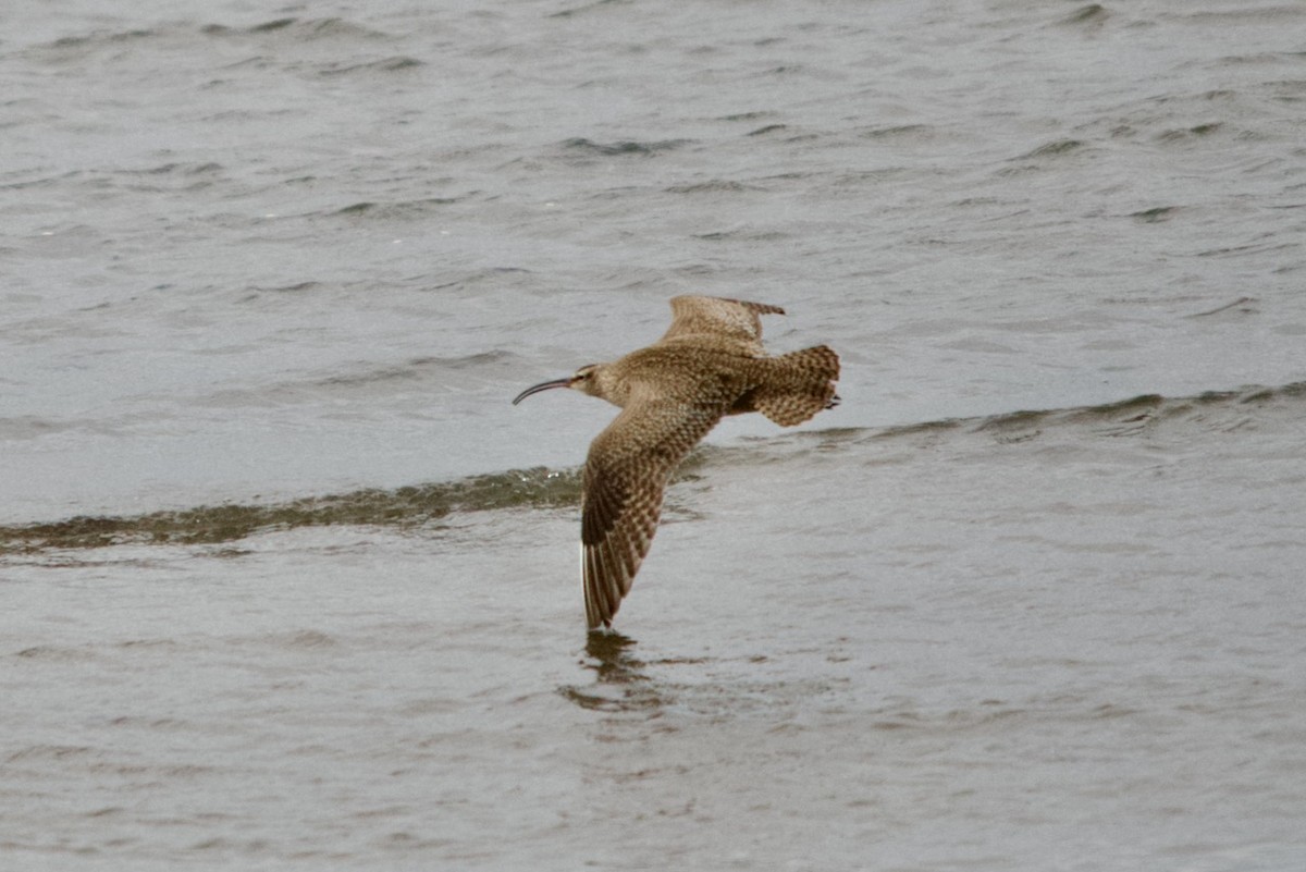 Regenbrachvogel - ML615925293