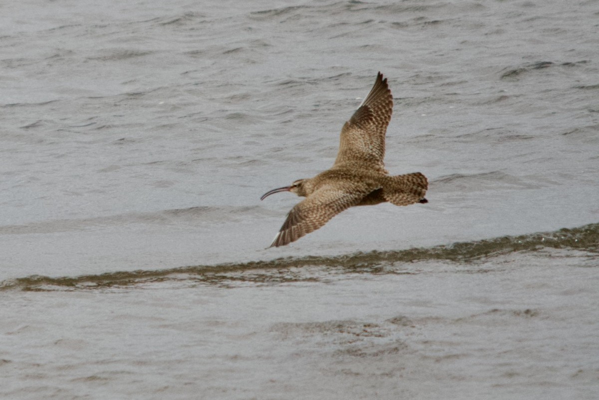 Regenbrachvogel - ML615925294