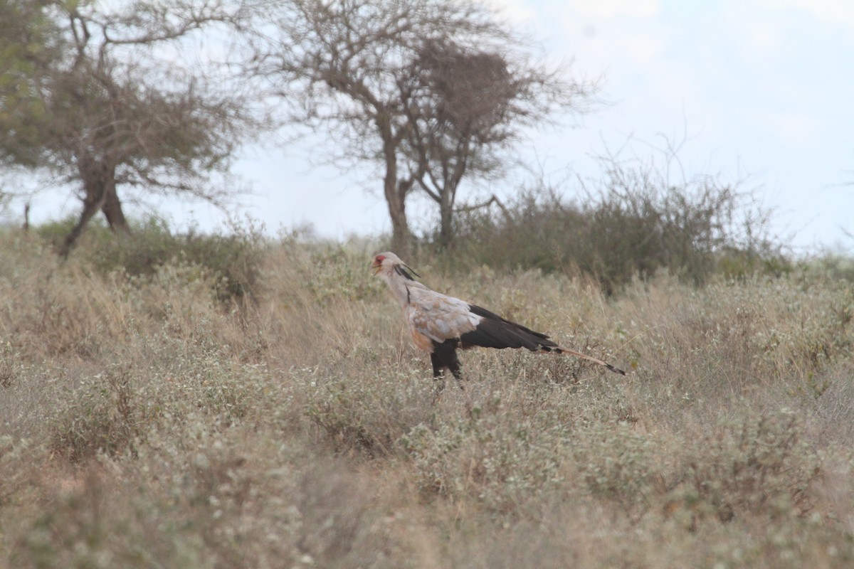 Secretarybird - ML615925295