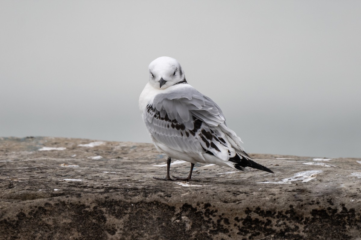 Black-legged Kittiwake - ML615925312