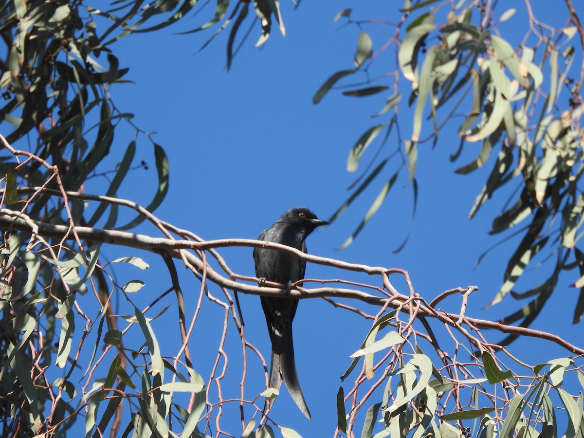 Drongo Cenizo - ML615925314