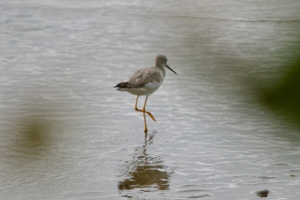 Greater Yellowlegs - ML615925318