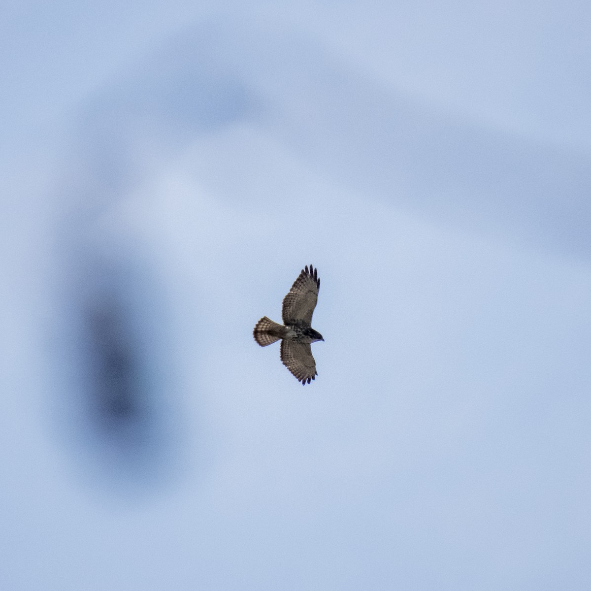 Short-tailed Hawk - Raúl Castillo Albadan