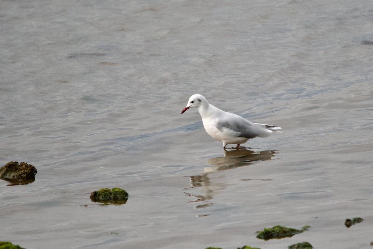 Brown-hooded Gull - ML615925364