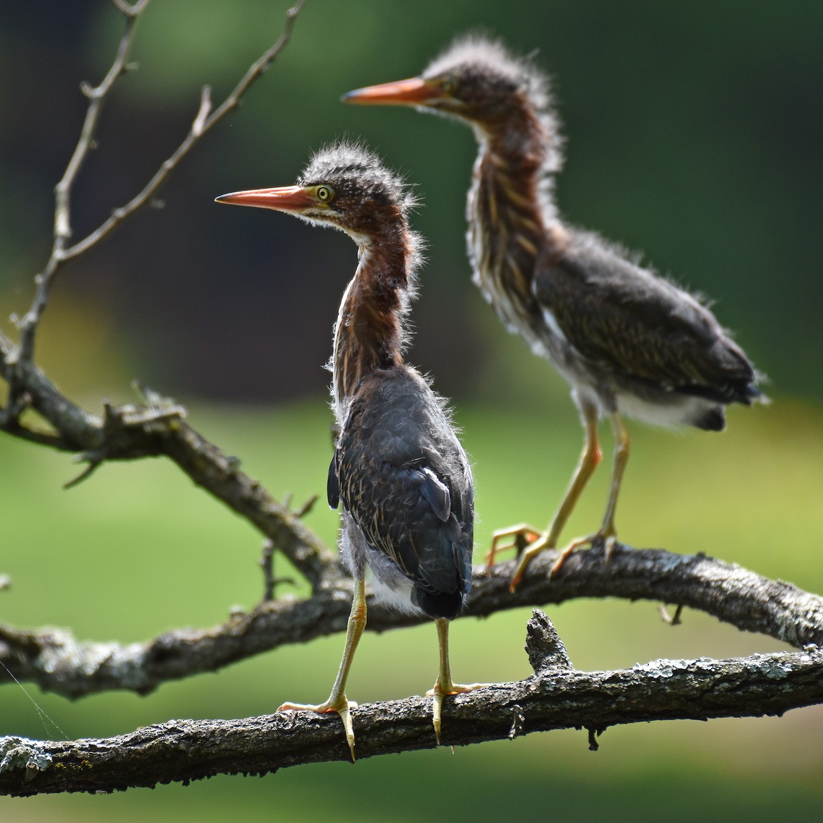 Green Heron - ML615925399