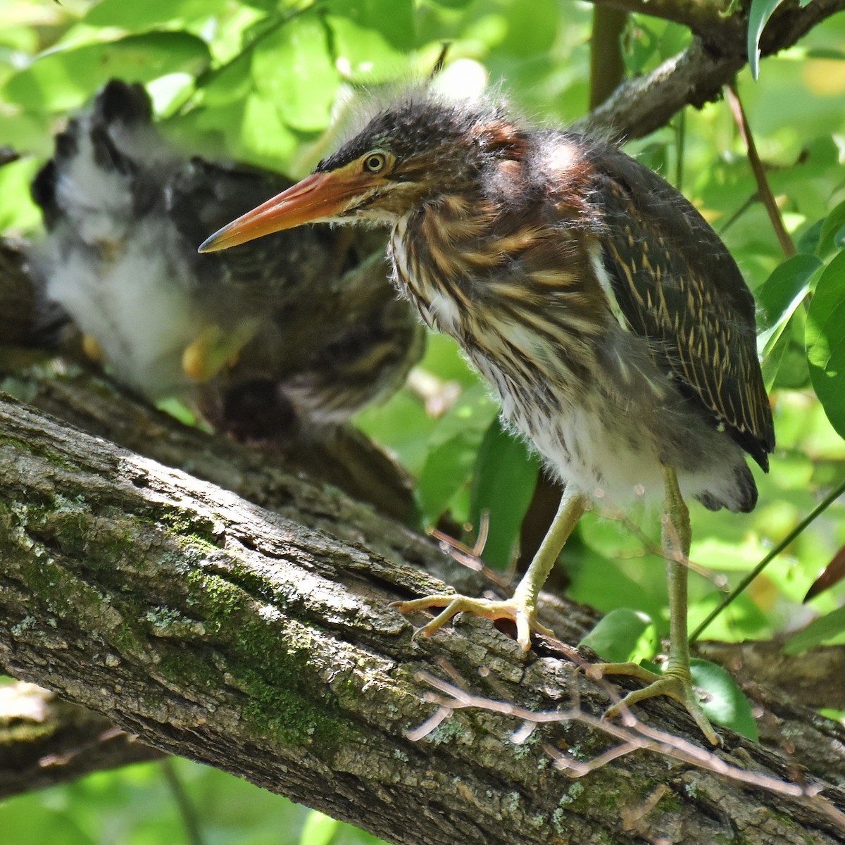 Green Heron - ML615925415