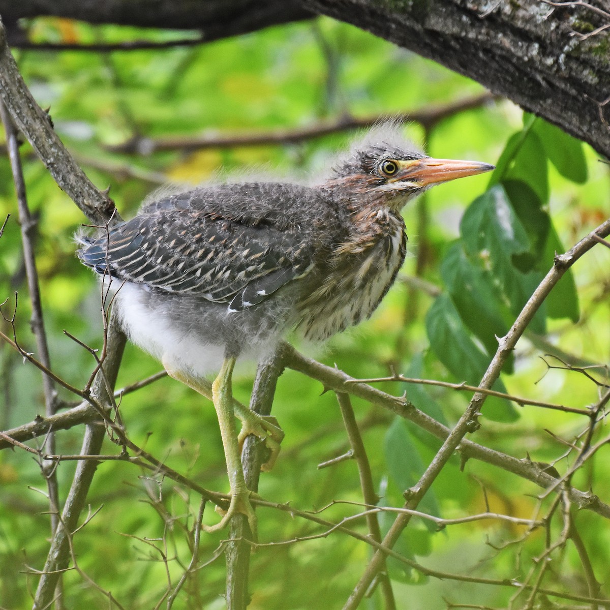 Green Heron - ML615925421