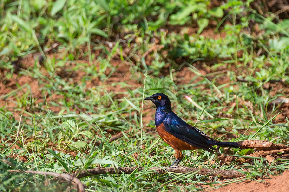 Shelley's Starling - Anonymous