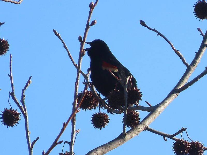 Red-winged Blackbird - ML615925438