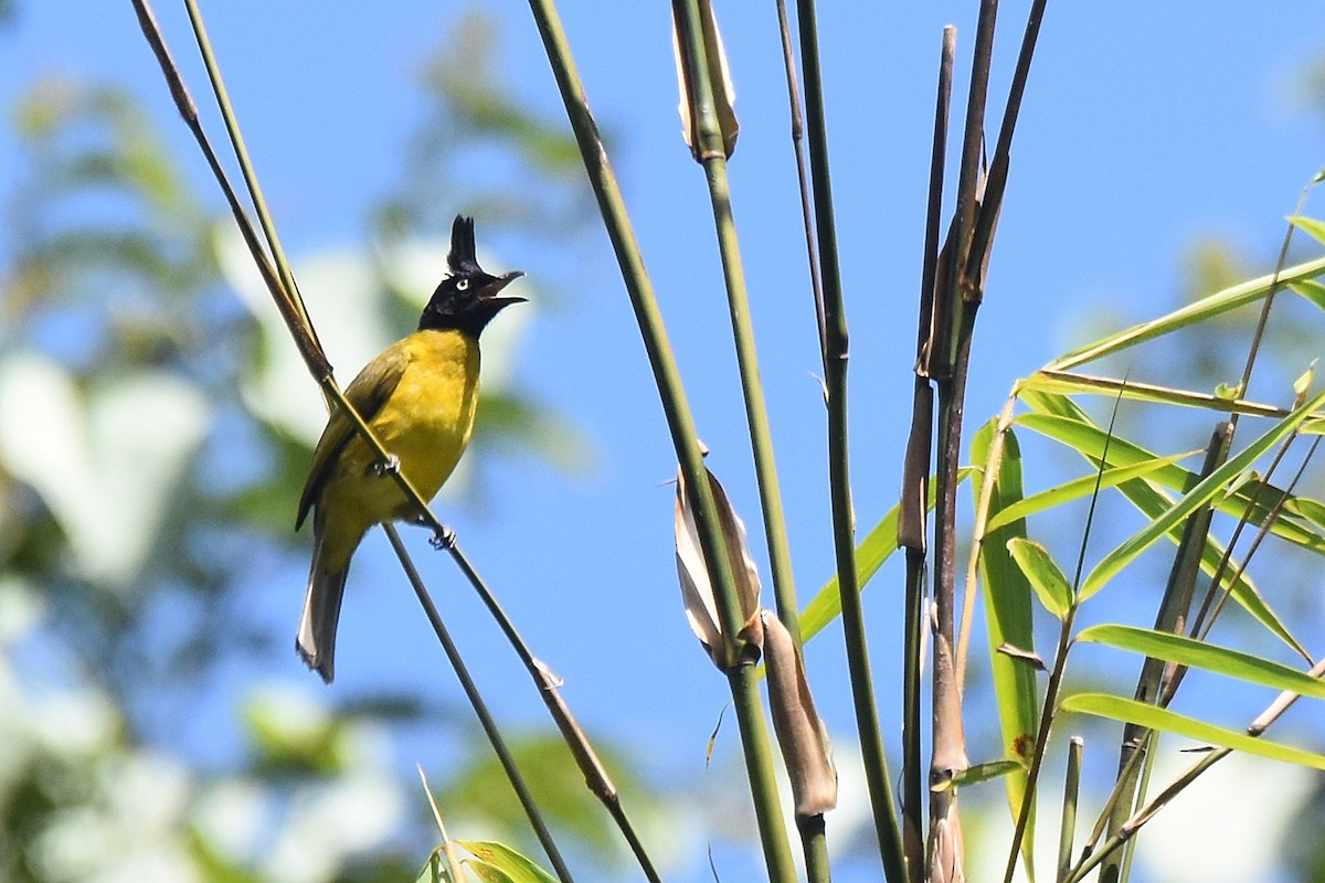 Bulbul à huppe noire - ML615925447