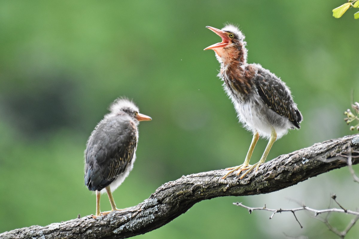 Green Heron - ML615925454